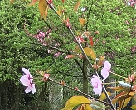 OECD東北スクールプロジェクトで植樹した桜の木
