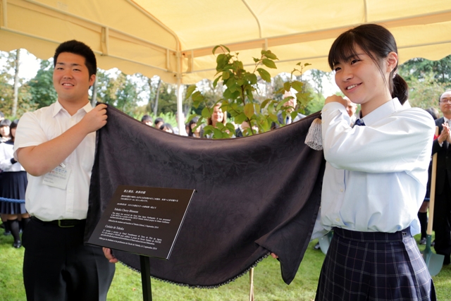 cherryplanting6